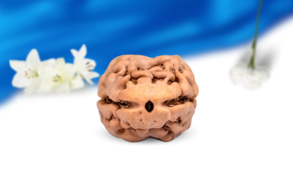 2 Mukhi Nepali Rudraksha Super Collector Grade RLRN2SCI Front