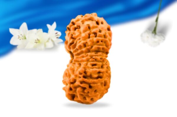 20 mukhi indonesian rudraksha super collector grade rlri20sci side