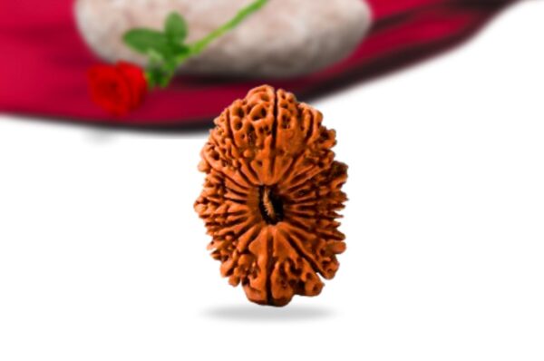 20 mukhi nepali rudraksha collector grade rlrn20ci front