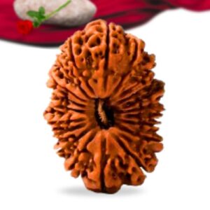 20 Mukhi Nepali Rudraksha Collector Grade RLRN20CI Thumbnail