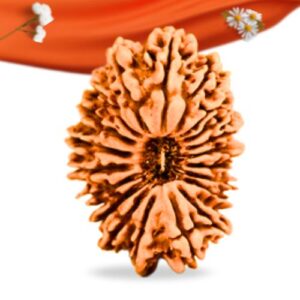 20 Mukhi Nepali Rudraksha Large Grade RLRN20LI Thumbnail