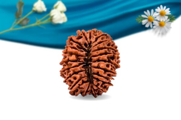 20 mukhi nepali rudraksha regular grade rlrn20ri back