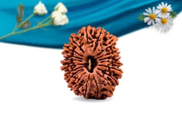 20 mukhi nepali rudraksha regular grade rlrn20ri front