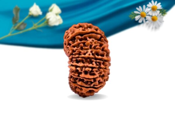 20 mukhi nepali rudraksha regular grade rlrn20ri side