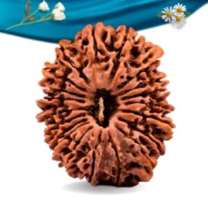 20 Mukhi Nepali Rudraksha Regular Grade RLRN20RI Thumbnail