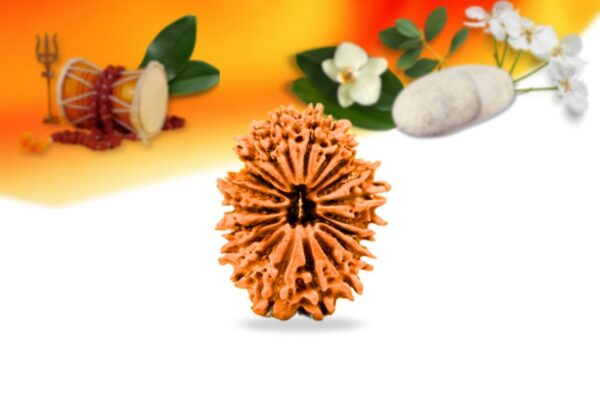 20 mukhi nepali rudraksha small grade rlrn20si front