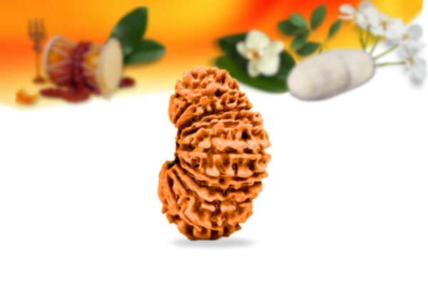 20 mukhi nepali rudraksha small grade rlrn20si side