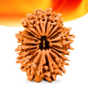 20 Mukhi Nepali Rudraksha Small Grade RLRN20SI Thumbnail