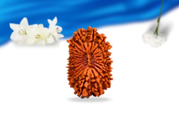 20 mukhi nepali rudraksha super collector grade rlrn20sci front