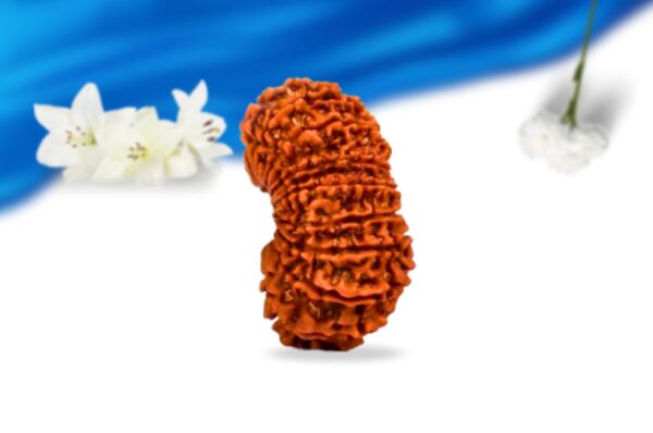 20 mukhi nepali rudraksha super collector grade rlrn20sci side