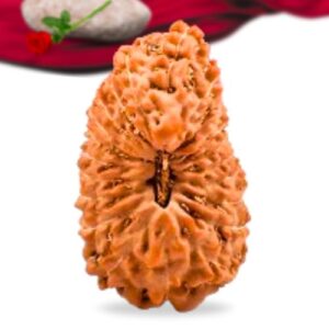 21 Mukhi Indonesian Rudraksha Collector Grade RLRI21CI Thumbnail