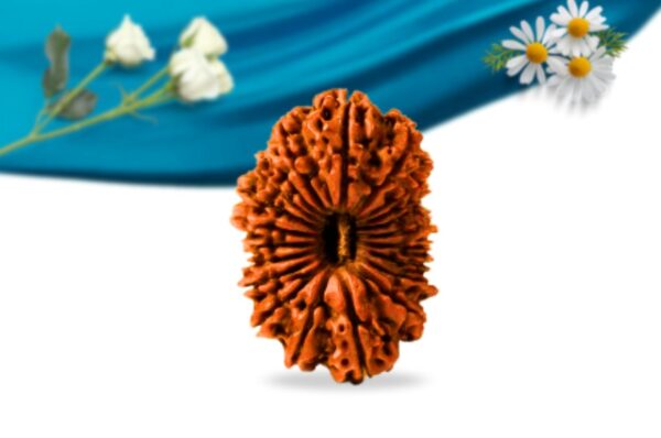 21 mukhi nepali rudraksha regular grade rlrn21ri front