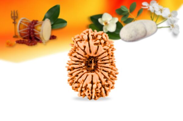 21 mukhi nepali rudraksha small grade rlrn21si front