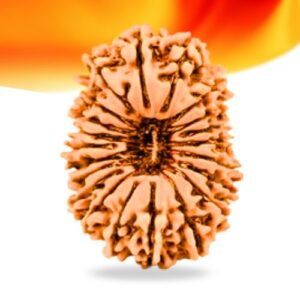 21 Mukhi Nepali Rudraksha Small Grade RLRN21SI Thumbnail