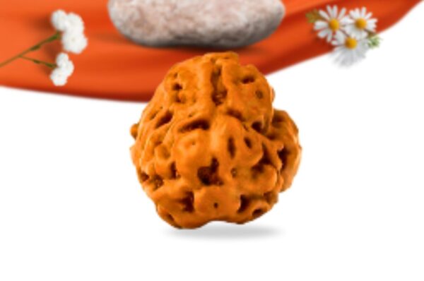 3 mukhi indonesian rudraksha large grade rlri3li front