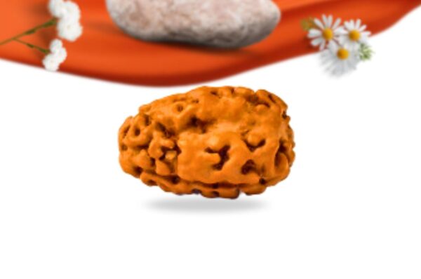 3 mukhi indonesian rudraksha large grade rlri3li side