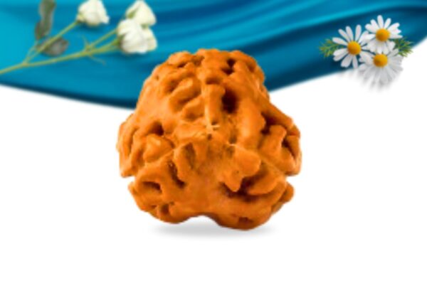 3 mukhi indonesian rudraksha regular grade rlri3ri back