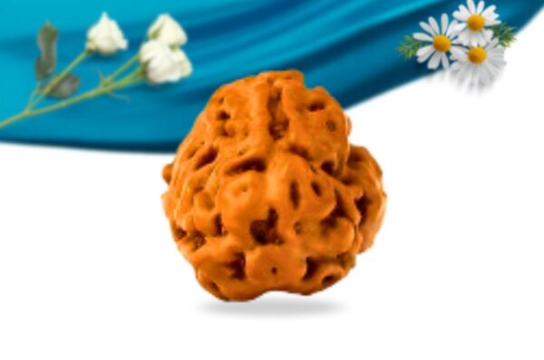 3 mukhi indonesian rudraksha regular grade rlri3ri front