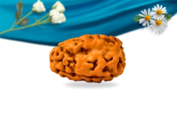 3 mukhi indonesian rudraksha regular grade rlri3ri side