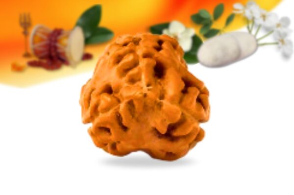 3 mukhi indonesian rudraksha small grade rlri3si back