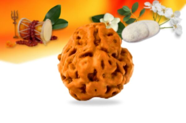 3 mukhi indonesian rudraksha small grade rlri3si front