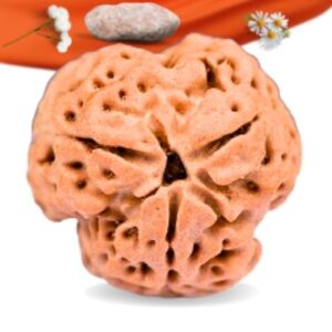 3 Mukhi Nepali Rudraksha Large Grade RLRN3LI Thumbnail