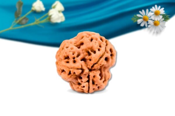 3 mukhi nepali rudraksha regular grade rlrn3ri back