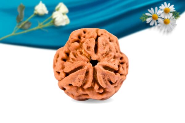 3 mukhi nepali rudraksha regular grade rlrn3ri front