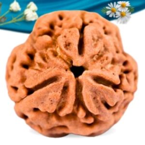 3 Mukhi Nepali Rudraksha Regular Grade RLRN3RI Thumbnail