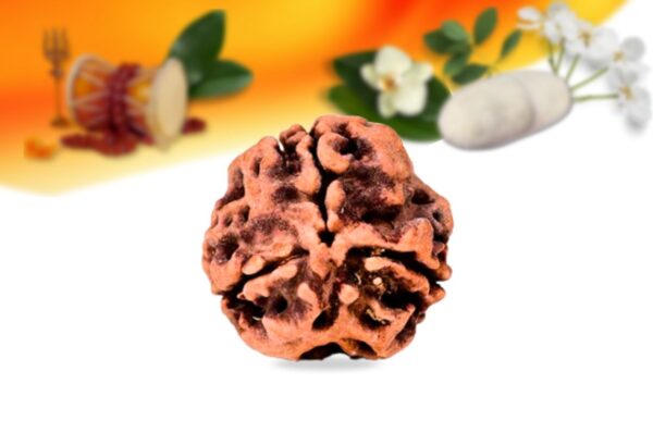 3 mukhi nepali rudraksha small grade rlrn3si back