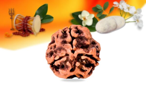 3 mukhi nepali rudraksha small grade rlrn3si front