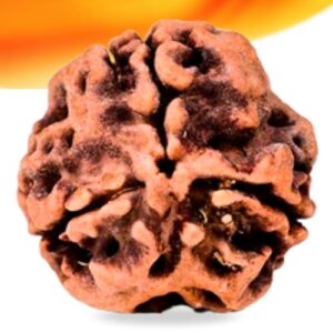 3 Mukhi Nepali Rudraksha Small Grade RLRN3SI Thumbnail