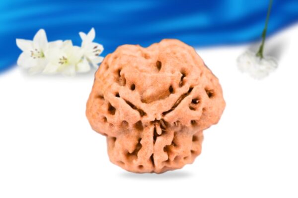 3 mukhi nepali rudraksha super collector grade rlrn3sci back