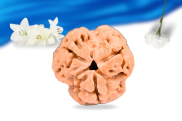 3 mukhi nepali rudraksha super collector grade rlrn3sci front