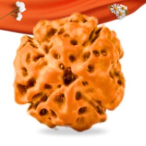 4 Mukhi Indonesian Rudraksha Large Grade RLRI4LI Thumbnail