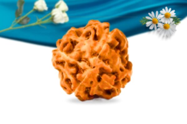 4 mukhi indonesian rudraksha regular grade rlri4ri back