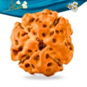 4 Mukhi Indonesian Rudraksha Regular Grade RLRI4RI Thumbnail