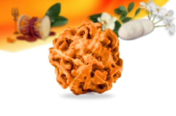 4 mukhi indonesian rudraksha small grade rlri4si back