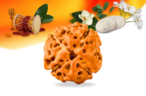 4 mukhi indonesian rudraksha small grade rlri4si front