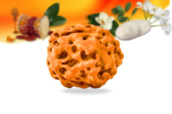 4 mukhi indonesian rudraksha small grade rlri4si side