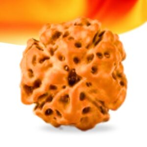 4 Mukhi Indonesian Rudraksha Small Grade RLRI4SI Thumbnail