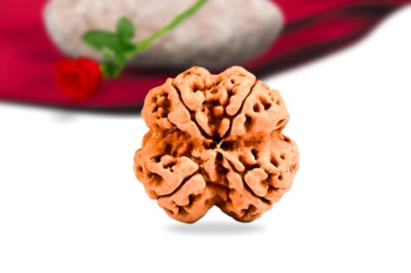 4 mukhi nepali rudraksha collector grade rlrn4ci back