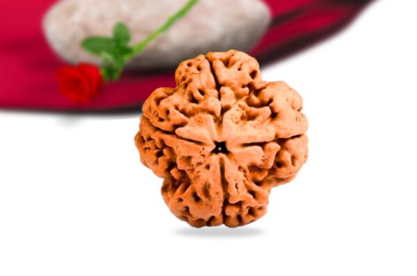 4 mukhi nepali rudraksha collector grade rlrn4ci front