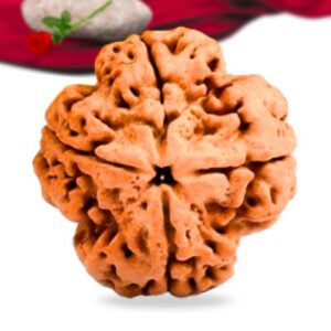 4 Mukhi Nepali Rudraksha Collector Grade RLRN4CI Thumbnail