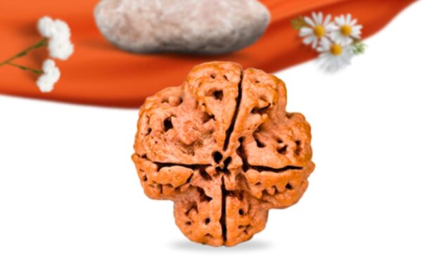 4 mukhi nepali rudraksha large grade rlrn4li back