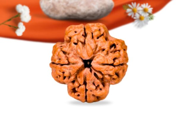 4 mukhi nepali rudraksha large grade rlrn4li front