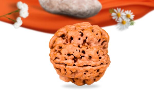 4 mukhi nepali rudraksha large grade rlrn4li side