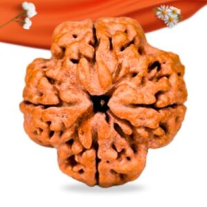 4 Mukhi Nepali Rudraksha Large Grade RLRN4LI Thumbnail