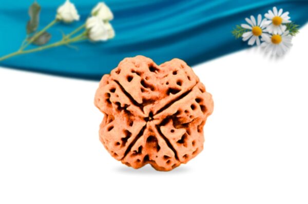 4 mukhi nepali rudraksha regular grade rlrn4ri back