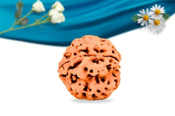 4 mukhi nepali rudraksha regular grade rlrn4ri side